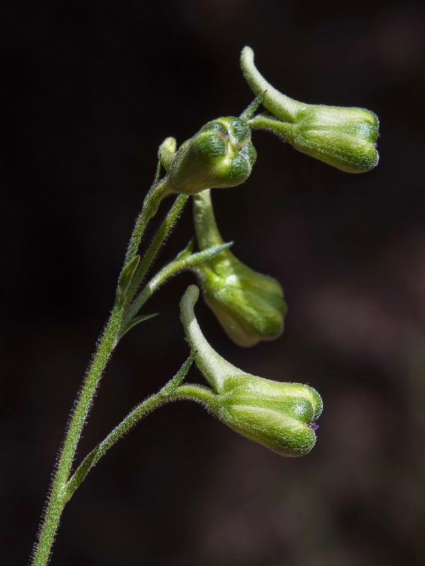 Delphinium pentagynum.04