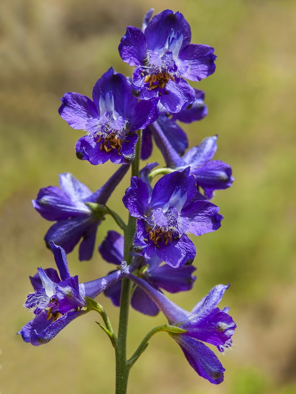 Delphinium pentagynum.05