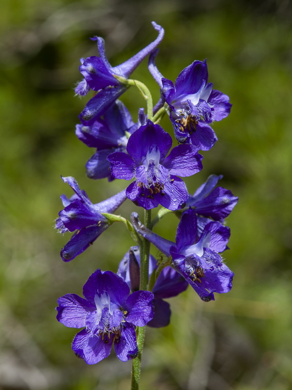 Delphinium pentagynum.08
