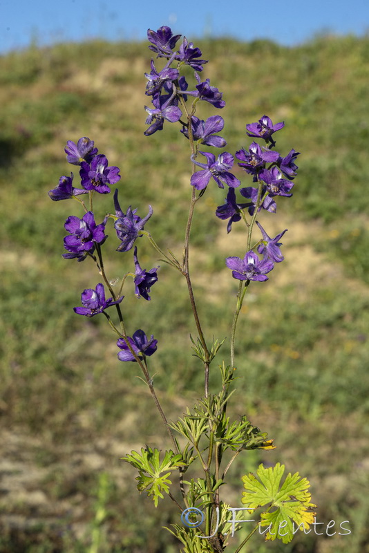 Delphinium pentagynum pentagynum.17