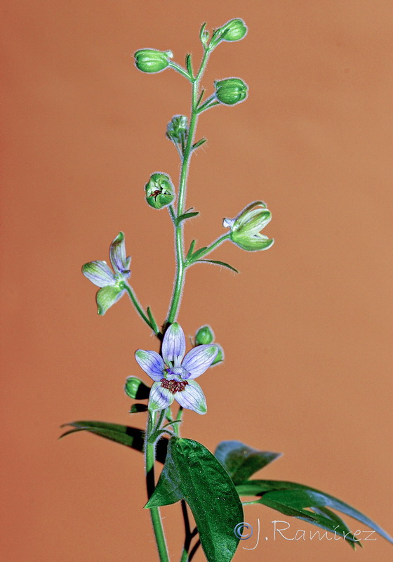 Delphinium staphisagria.11