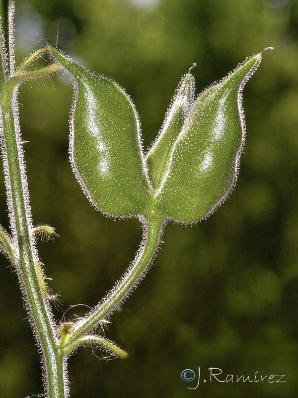 Delphinium staphisagria.12