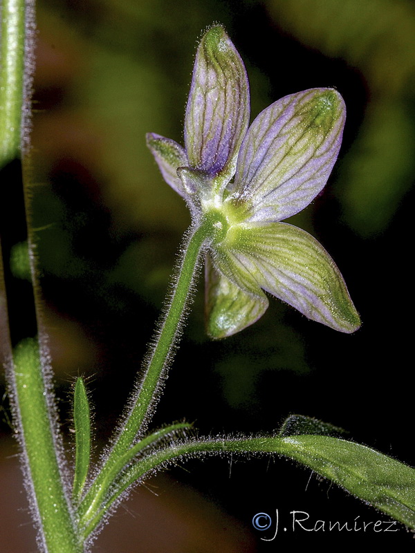 Delphinium staphisagria.13