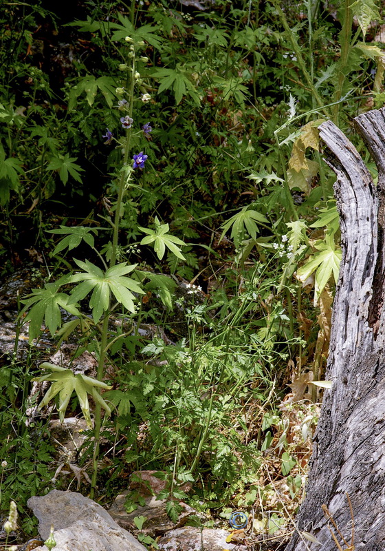 Delphinium staphisagria.01