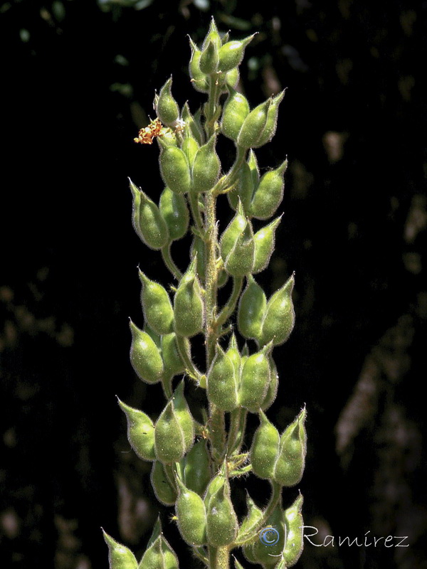 Delphinium staphisagria.19