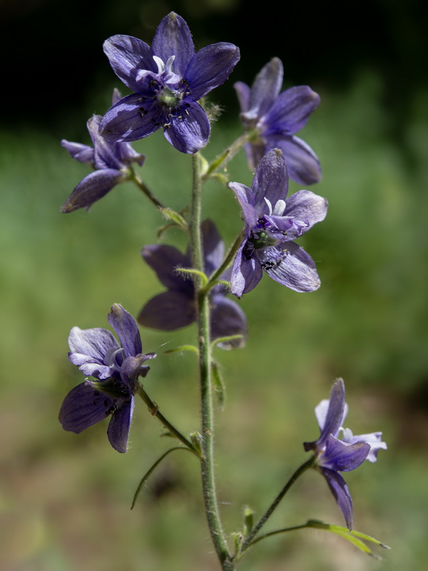 Delphinium staphisagria.23
