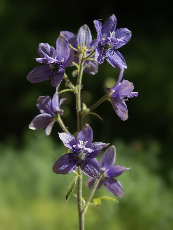 Delphinium staphisagria.24