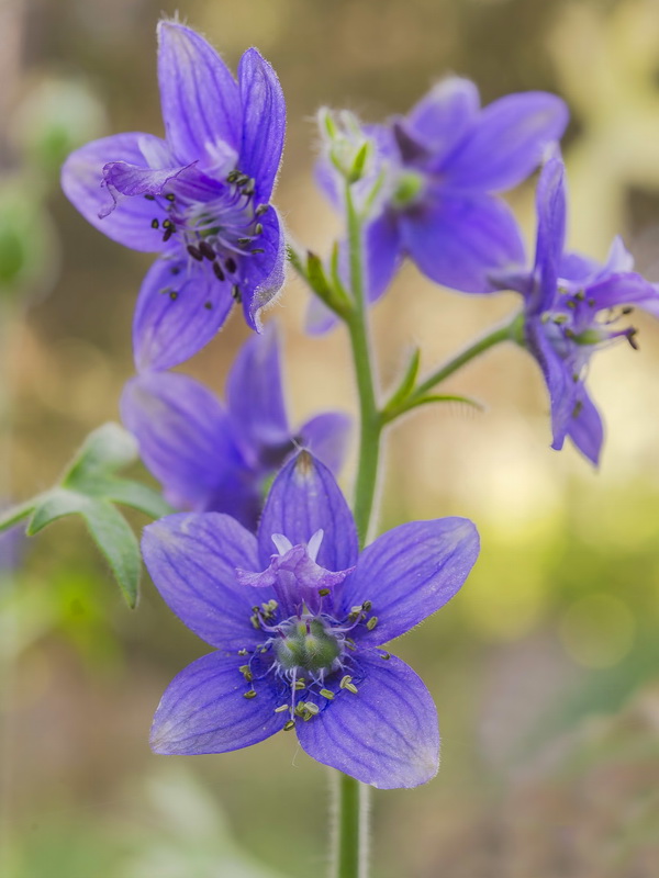Delphinium staphisagria.26