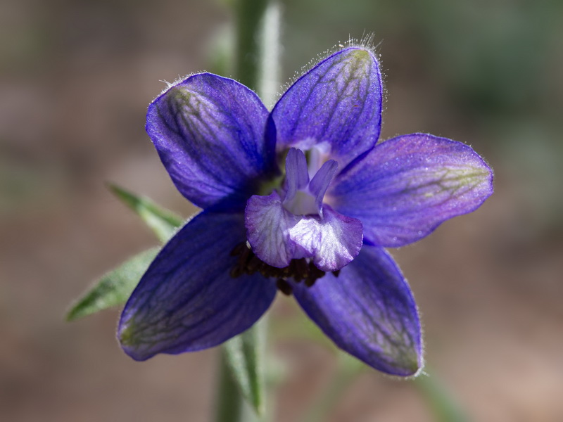 Delphinium staphisagria.27