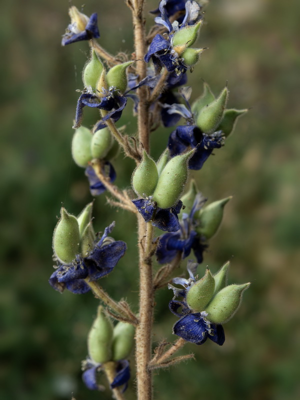 Delphinium staphisagria.19