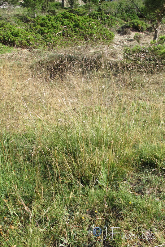 Deschampsia caespitosa subtriflora.01