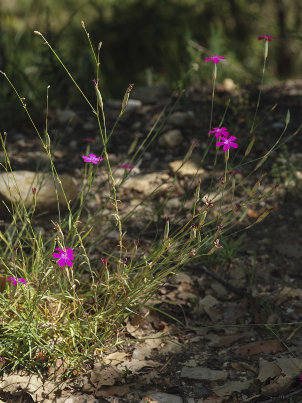 Dianthus anticarius.01