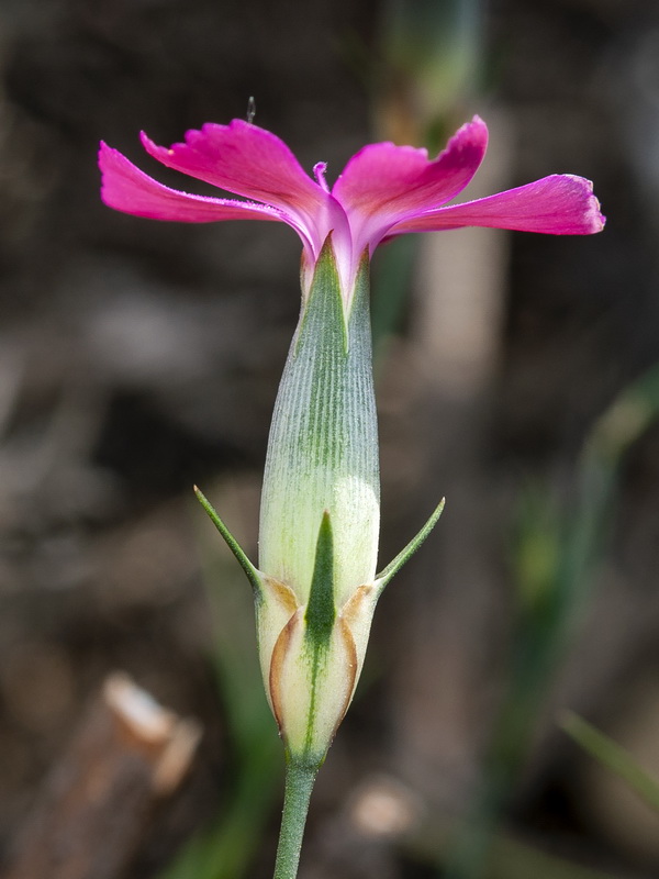 Dianthus anticarius.15