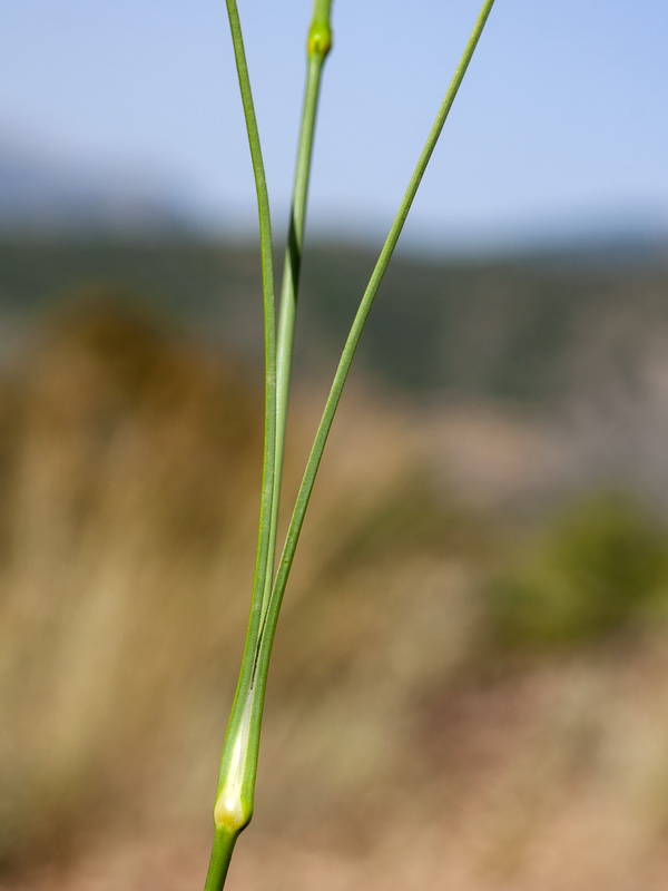 Dianthus boissieri.06