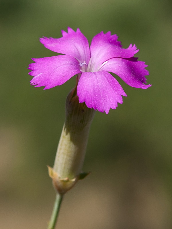 Dianthus boissieri.08