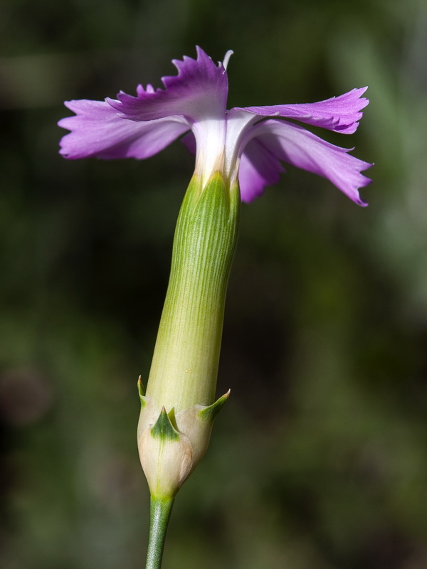 Dianthus boissieri.17