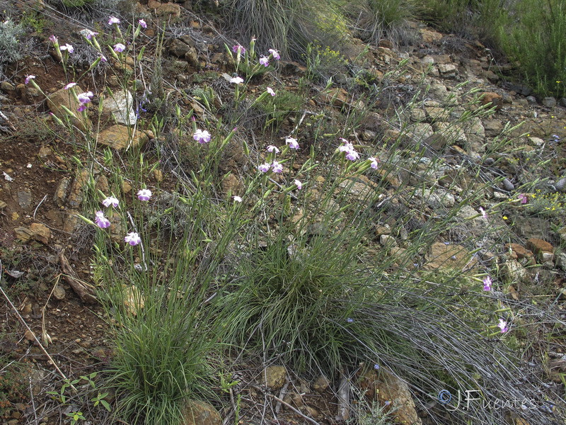 Dianthus boissieri.19