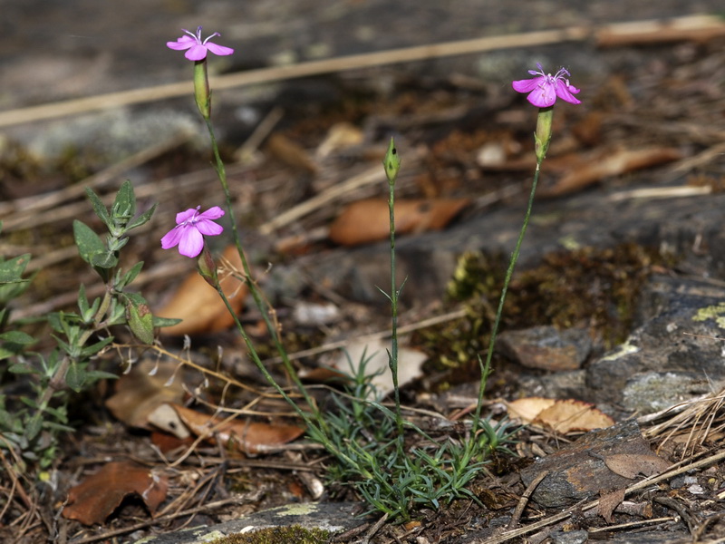 Dianthus brachyanthus.02