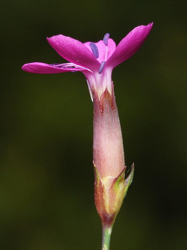 Dianthus brachyanthus.30