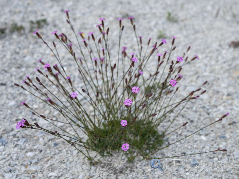 Dianthus brachyanthus.38