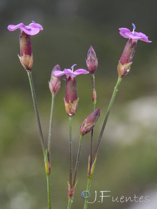 Dianthus brachyanthus.39