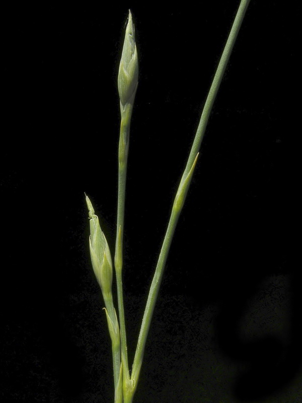 Dianthus broteri.05