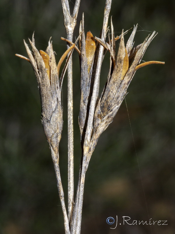 Dianthus broteri.25