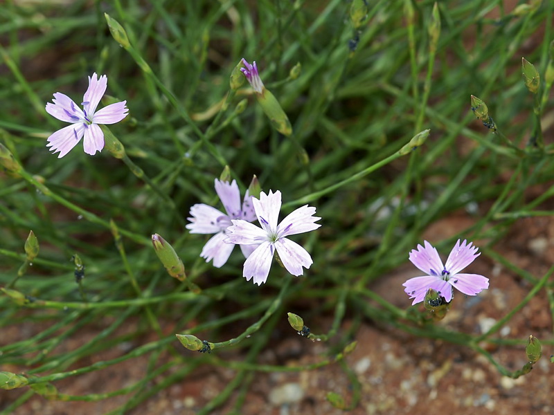 Dianthus charidemi.03