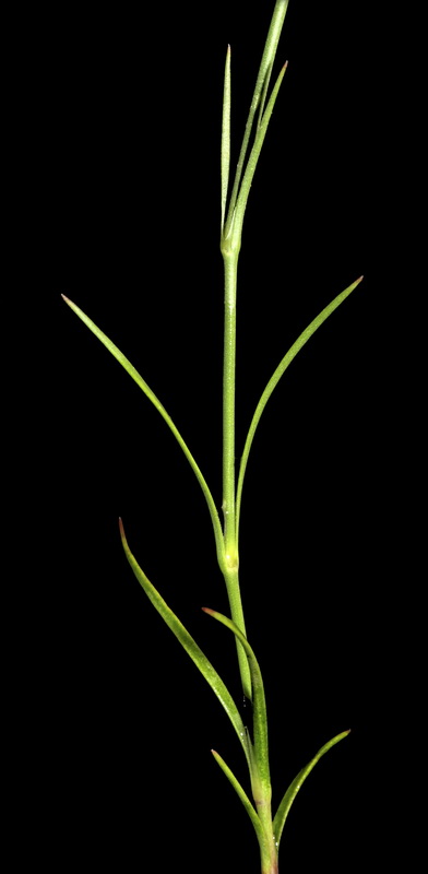Dianthus charidemi.04