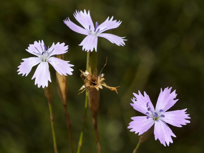 Dianthus charidemi.05