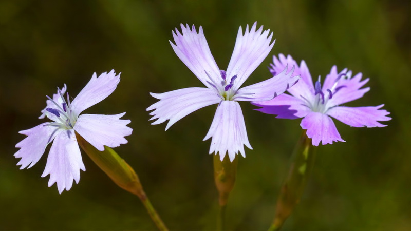 Dianthus charidemi.06