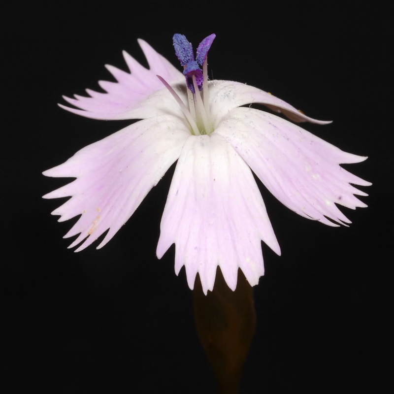 Dianthus charidemi.08