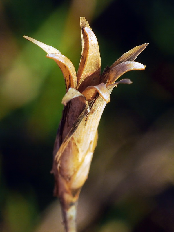 Dianthus charidemi.11