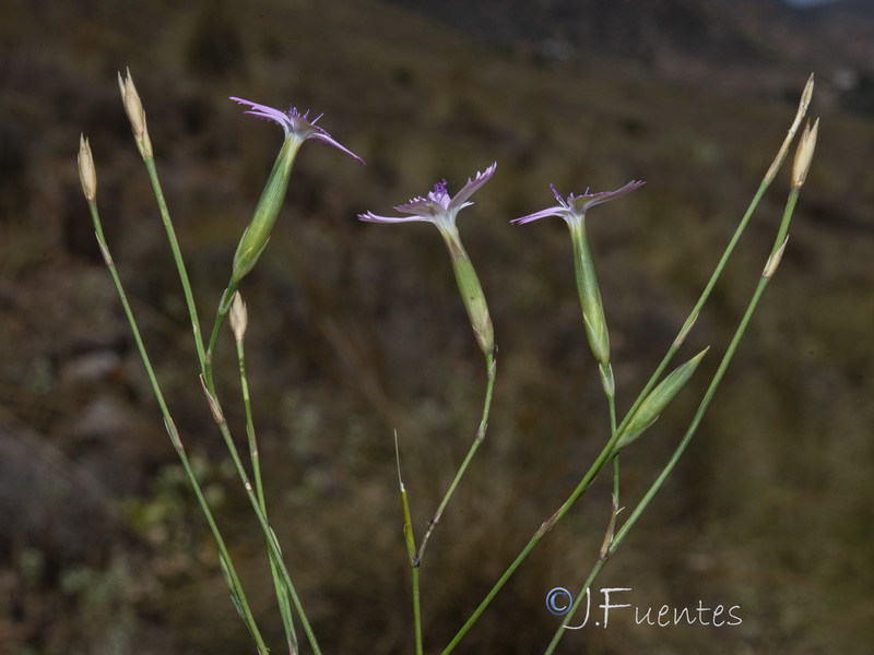 Dianthus charidemi.14