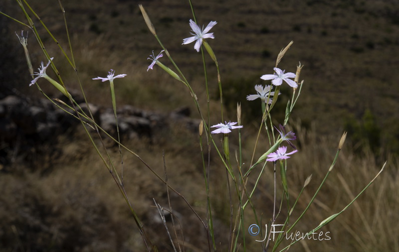 Dianthus charidemi.16