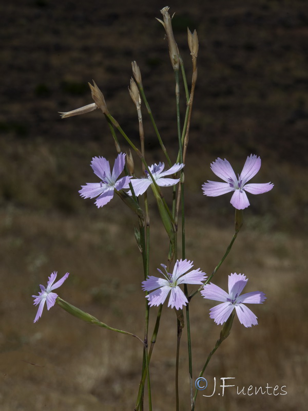 Dianthus charidemi.17