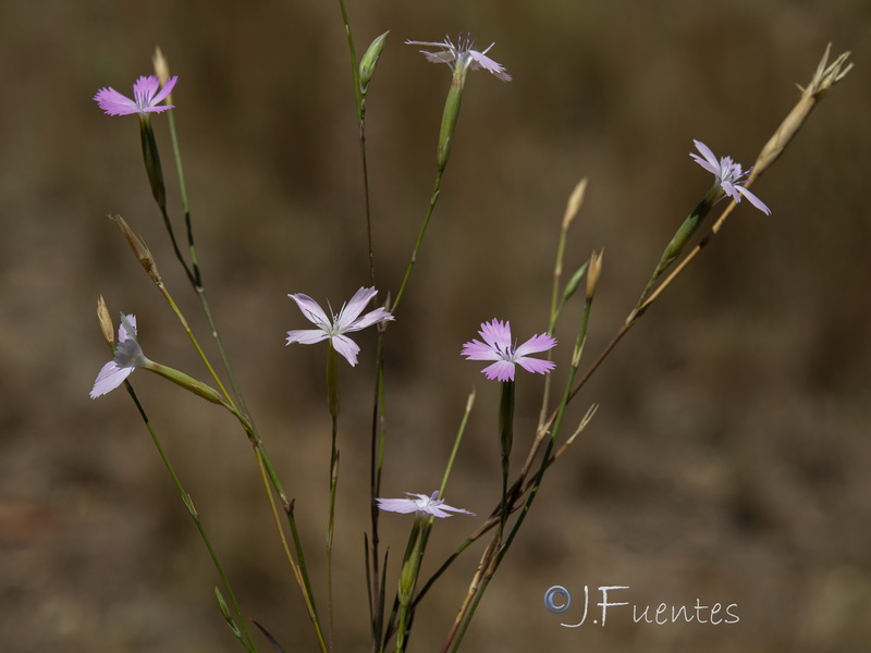 Dianthus charidemi.18