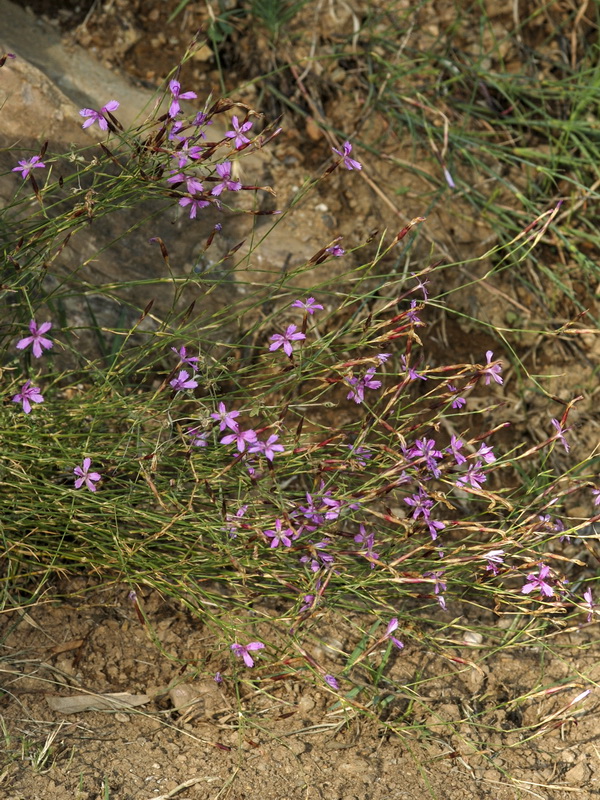 Dianthus crassipes.02