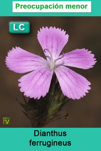 Dianthus ferrugineus