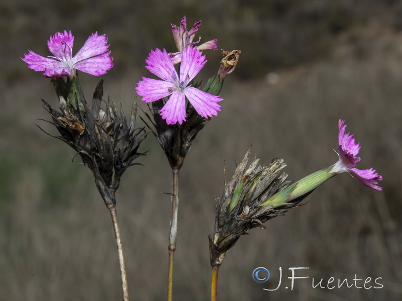 ianthus crassipes.17