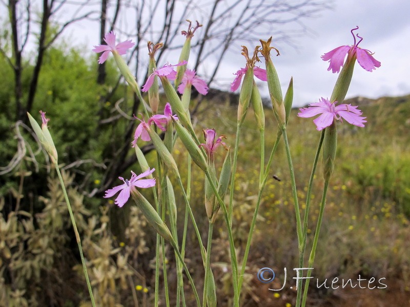 Dianthus gaditanus.01