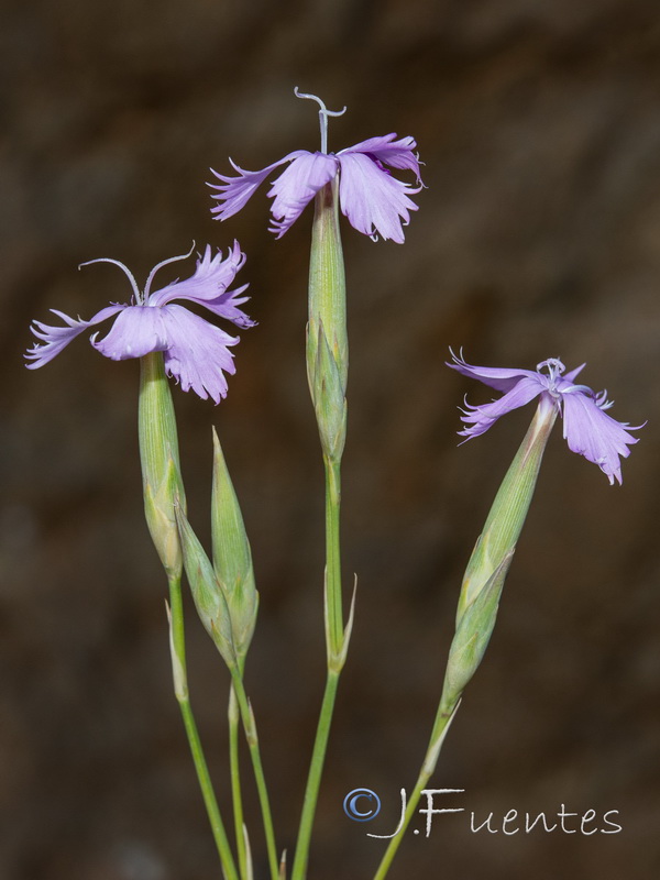 Dianthus gaditanus.03