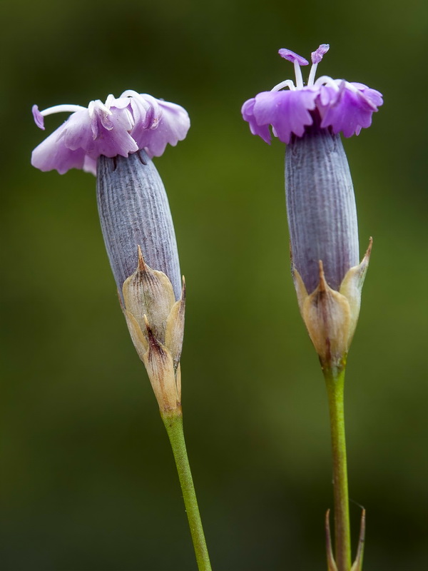 Dianthus hispanicus.12