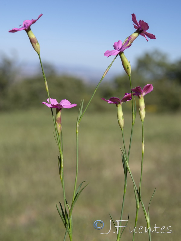 Dianthus hispanicus.17