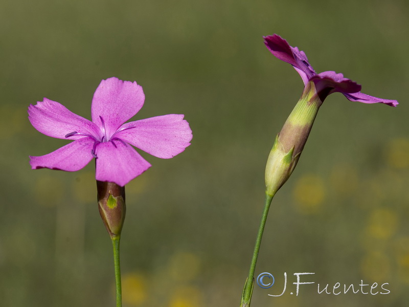 Dianthus hispanicus.19