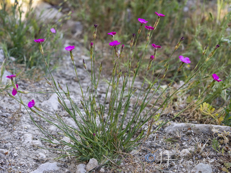 Dianthus hispanicus.20