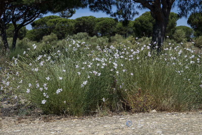 Dianthus inoxianus.01