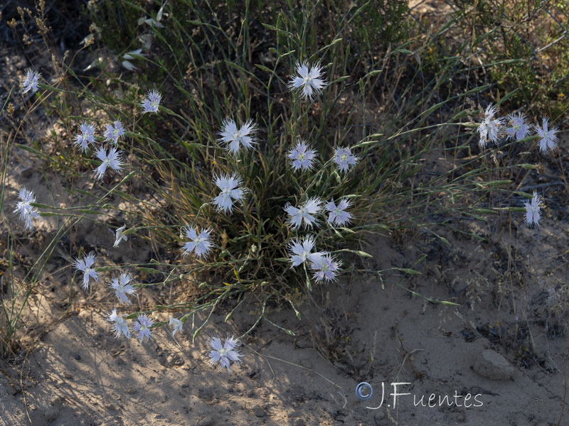 Dianthus inoxianus.03