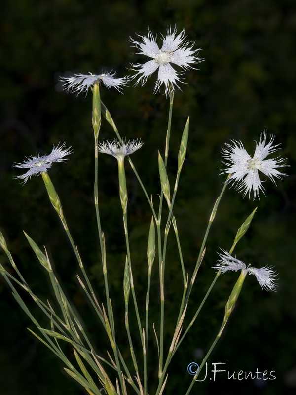Dianthus inoxianus.04
