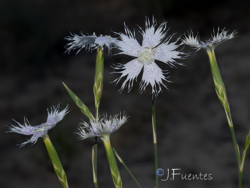 Dianthus inoxianus.05